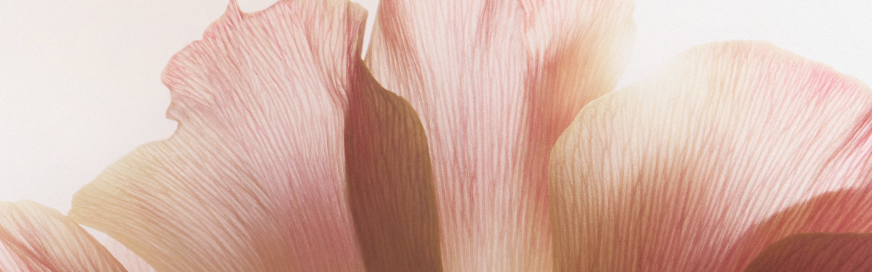 A close-up image of soft, delicate flower petals in shades of blush pink and cream, showcasing fine textures and natural curves. The image evokes elegance and a sense of calm, making it ideal for skincare or beauty branding.