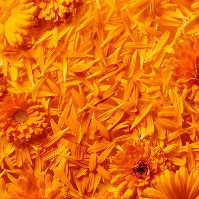 Calendula ingredient