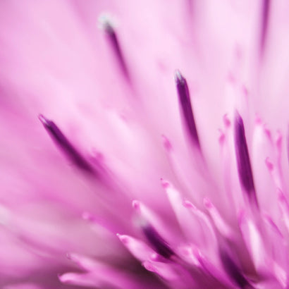 Milk thistle ingredient